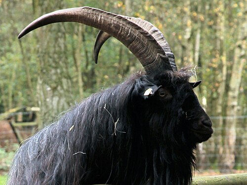 Cartelera oficial de La Bruja: Puritanismo extremo, cabras parlantes y folclore tradicional